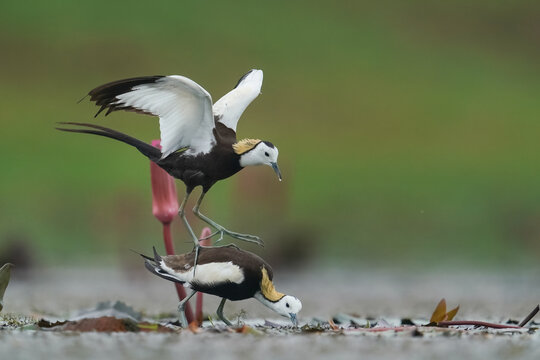 Pheasant-tailed Jacanas Displaying Courtship Behavior in Natural Wetland