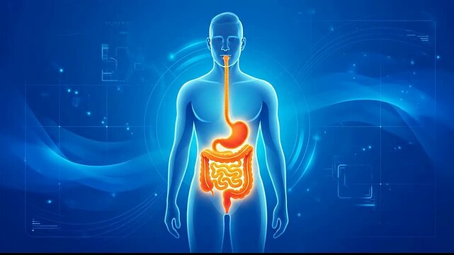 Digital Illustration of Human Digestive System and Intestines