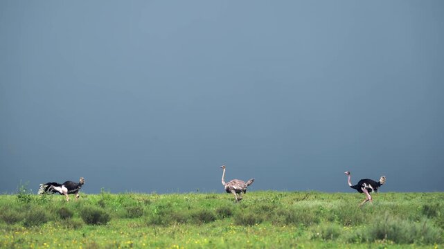 Slow Motion Ostrich Walking in African Plains Scenery Under Stormy Storm Clouds and Dramatic Stormy Sky in Rainy Season in Ngorongoro Conservation Area in Ndutu National Park in Tanzania, Africa