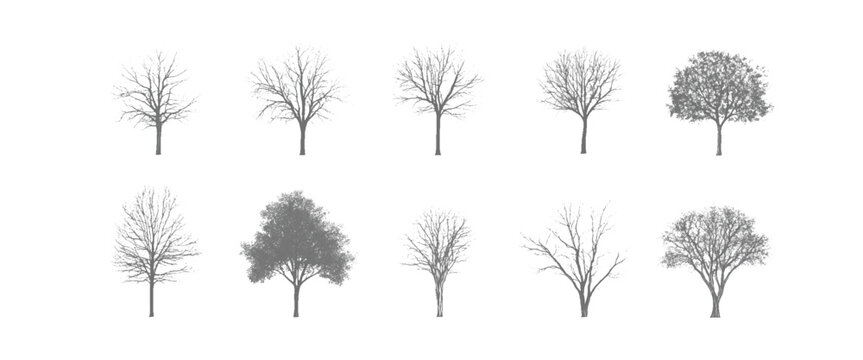 Ten grey trees with bare branches and leafy canopies arranged in two rows on a white background