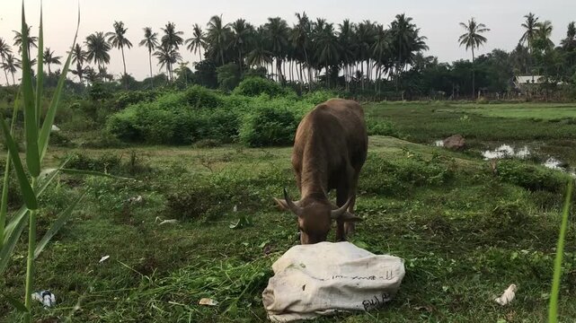 Brown Water Buffalo Grazing in Green Tropical Meadow Field with Coconut Trees.