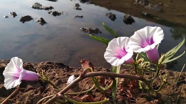Beautiful white and purple water spinach flowers blooming naturally near water field. Concept of wild nature, floral beauty, flora, and environment