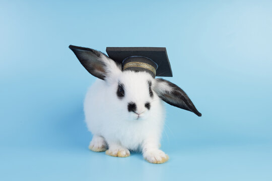 Adorable bunny with a graduation hat isolated on a soft blue studio background, representing academic achievement, school success, childhood learning, and educational goals.