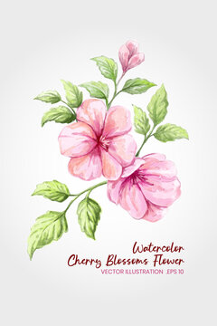 Watercolor Cherry Blossom Flower Illustration With Pink Blooms And Green Leaves good for Spring Design, wedding invitations, greeting cards, botanical print.