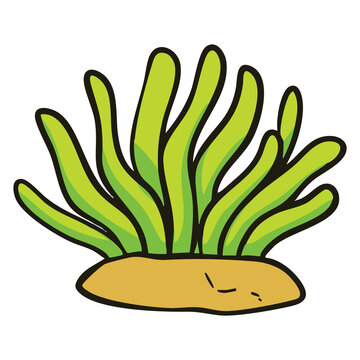 Seaweed Ocean Plant Illustration
