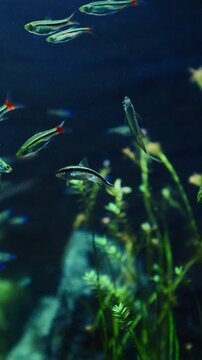 Many Zebrafish In Big Zoo Aquarium. Zebrafish Or Danio Rerio Is Species Of Freshwater Ray-finned Fish. Zebra Danio And Tropical Fish is Popular Aquarium Fish. Zebrafish Used Vertebrate Model Organism