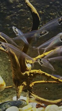 Catfish In Zoo Aquarium. Many Catfishes Float In Aquarium. Kryptopterus Vitreolus Known Commonly As Glass Cat, Ghost Catfish Or Phantom Catfish. Glass Catfish Are Endemic To Thailand