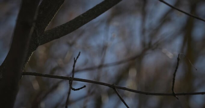 Long-tailed tit resting on mossy branch in spring forest