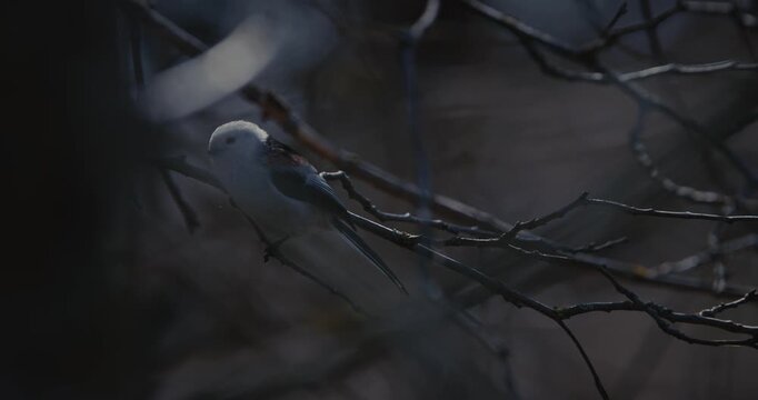 Wild Long-tailed Tit Aegithalos caudatus eating an insect on a branch
