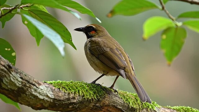 Flavescent bulbul perched on a mossy tree branch in the forest.