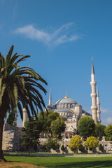 Naklejka premium Beautiful Sultan Ahmed Mosque in Istanbul, Turkey, framed by green trees and a palm under bright daylight. Historic Islamic architecture and tourism concept.