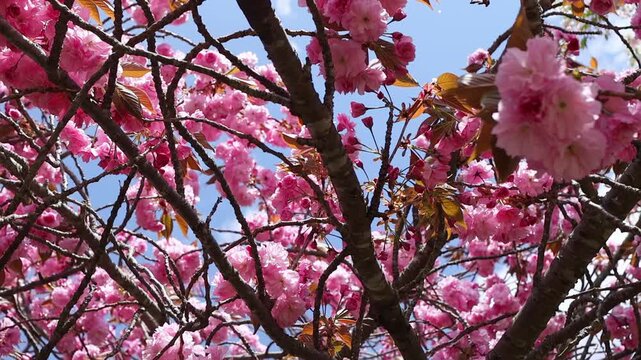 Soft close-up of pink sakura cherry blossoms in Japan with blurred flowers, blue sky glimpses and delicate spring atmosphere. Floral nature background for travel, hanami and seasonal design themes.