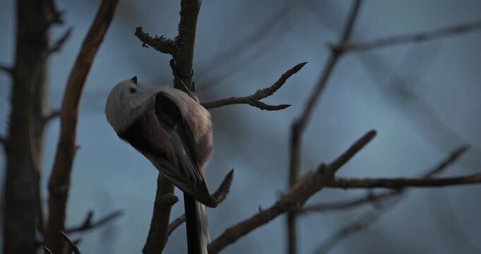 Long-tailed tit resting on mossy branch in spring forest