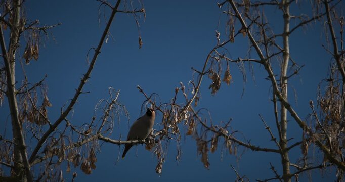 Wild Bohemian Waxwing Bombycilla garrulus perched on a tree branch against a blue sky