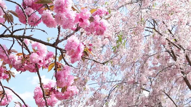 Delicate Japanese sakura blossoms filling the frame with soft pink flowers and natural sunlight. Peaceful spring background for travel, hanami season and romantic nature concepts.