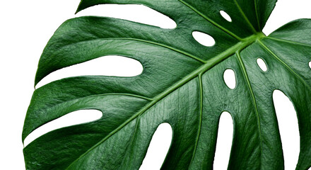 Exotic Jungle Monstera Leaf Macro Closeup © galih