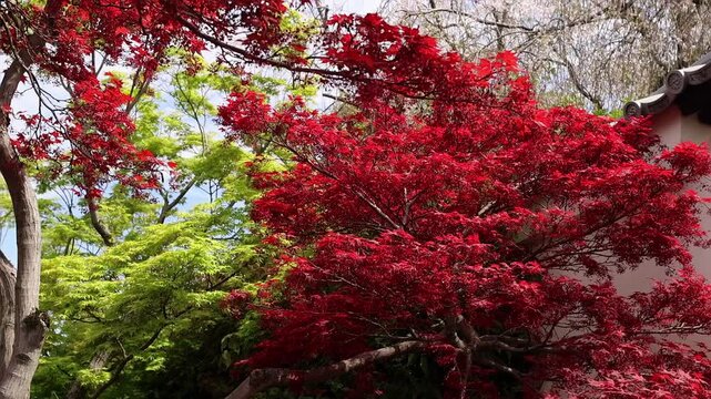 Beautiful seasonal foliage in Japan, featuring a red maple tree surrounded by greenery and soft natural light in a quiet garden. Colorful landscape with lush greenery and calm garden atmosphere.