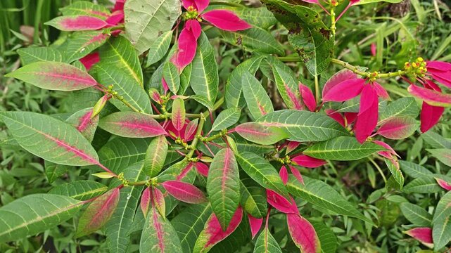 Vibrant Poinsettia Plant with Bright Red and Green Leaves
