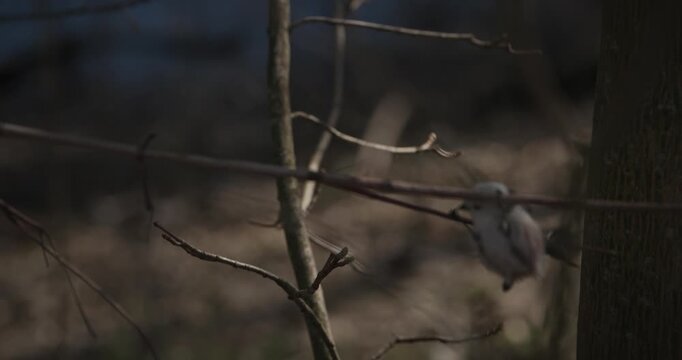 Long-tailed tit resting on mossy branch in spring forest
