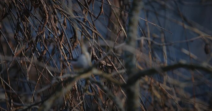 Wild Long-tailed Tit Aegithalos caudatus eating an insect on a branch