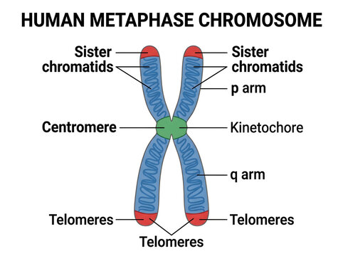 Human metaphase chromosome diagram with labeled parts isolated on white background