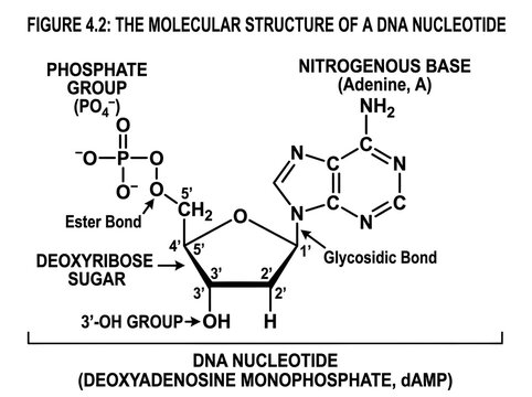 Dna nucleotide structure with adenine base diagram illustration isolated on white background