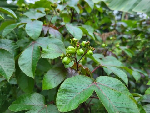 Close-up view of the fruits of Jatropha gossypiifolia, commonly known as Bellyache Bush, Black Physicnut, or Cotton-Leaf Physicnut.