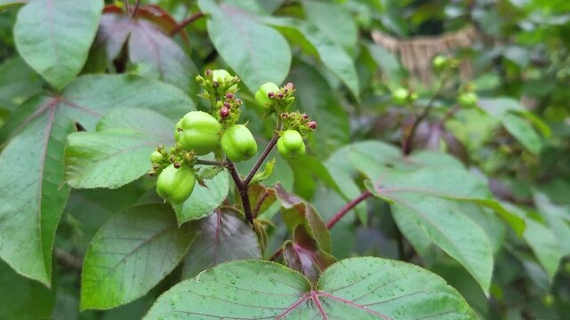 Close-up view of the fruits of Jatropha gossypiifolia, commonly known as Bellyache Bush, Black Physicnut, or Cotton-Leaf Physicnut.