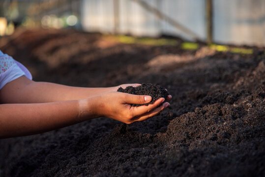 Green agriculture. Farmer cultivated planting in eco Farmland biotechnology. Smart farmer checking plant in eco green farm sustainable quality control. Close up Hand check quality control plant tree