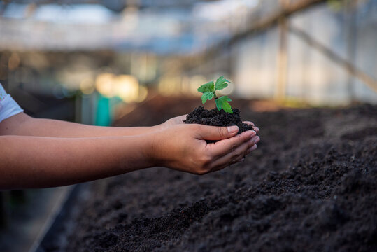 Farmer hands planting tomato tree. Growing Red tomato Smart farmer plant in organic eco green farm sustainable quality control. Hand holding tomato plant in greenhouse. Farmer working agriculture