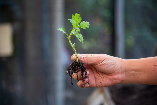 Farmer hands planting tomato tree. Growing Red tomato Smart farmer plant in organic eco green farm sustainable quality control. Hand holding tomato plant in greenhouse. Farmer working agriculture