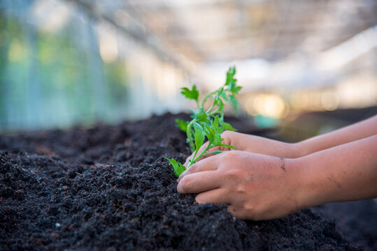 Farmer hands planting tomato tree. Growing Red tomato Smart farmer plant in organic eco green farm sustainable quality control. Hand holding tomato plant in greenhouse. Farmer working agriculture