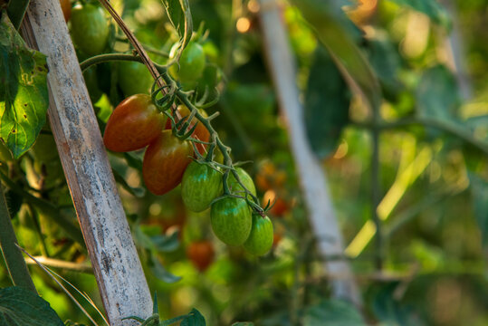Farmer working cultivated planting in eco Farmland agriculture. Red tomato Smart farmer plant in organic eco green farm sustainable quality control. Close up Hand holding tomato plant in greenhouse