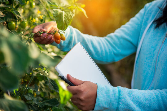 Farmer working cultivated planting in eco Farmland agriculture. Red tomato Smart farmer plant in organic eco green farm sustainable quality control. Close up Hand holding tomato plant in greenhouse