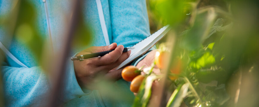 Banner Farmer working cultivated planting in eco Farmland agriculture. Red tomato Smart farmer plant green farm quality control. Close up Hand holding tomato plant in greenhouse with copy space