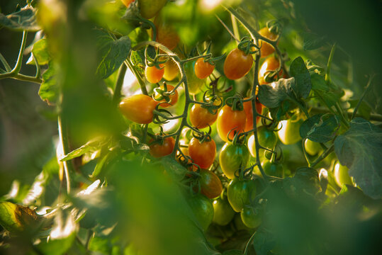 Farmer working cultivated planting in eco Farmland agriculture. Red tomato Smart farmer plant in organic eco green farm sustainable quality control. Close up Hand holding tomato plant in greenhouse