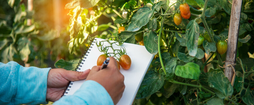 Banner Farmer working cultivated planting in eco Farmland agriculture. Red tomato Smart farmer plant green farm quality control. Close up Hand holding tomato plant in greenhouse with copy space