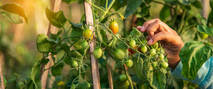 Banner Farmer working cultivated planting in eco Farmland agriculture. Red tomato Smart farmer plant green farm quality control. Close up Hand holding tomato plant in greenhouse with copy space