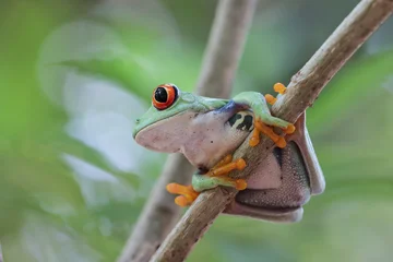 Red-Eyed tree frog close-up on branch, Red-eyed tree frog closeup on branch, Red-eyed tree frog (Agalychnis callidryas) closeup on tree, Exotic animal of rain forest © kuritafsheen
