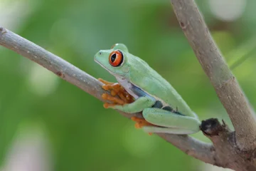 Red-Eyed tree frog close-up on branch, Red-eyed tree frog closeup on branch, Red-eyed tree frog (Agalychnis callidryas) closeup on tree, Exotic animal of rain forest © kuritafsheen