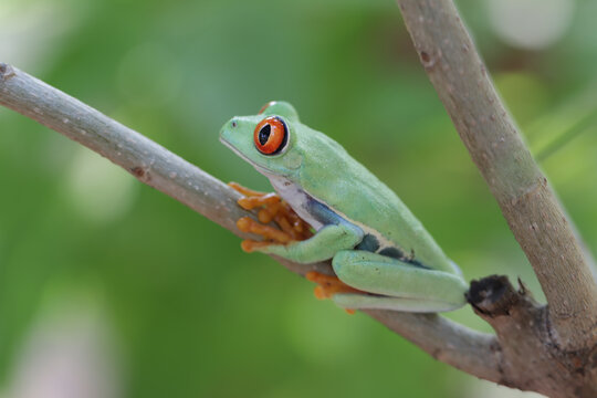 Red-Eyed tree frog close-up on branch, Red-eyed tree frog closeup on branch, Red-eyed tree frog (Agalychnis callidryas) closeup on tree, Exotic animal of rain forest