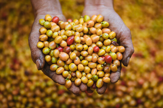 Yellow Bourbon coffee in Mang Den