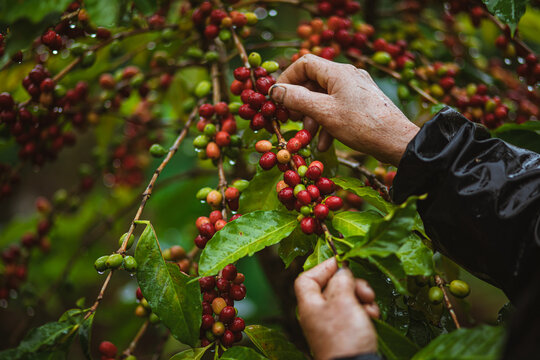 Harvest coffee in Mang Den, Vietnam 