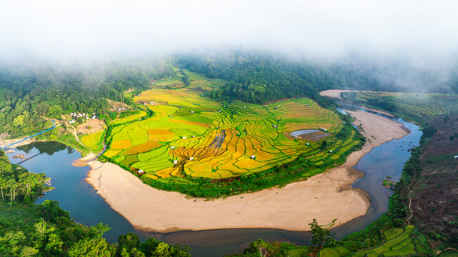 Ripe rice season in Mang Den, Vietnam 