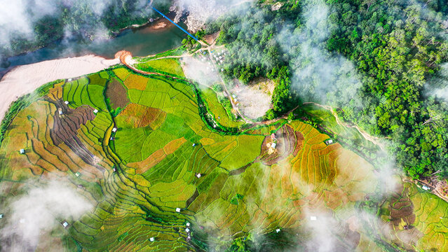 Ripe rice season in Mang Den, Vietnam 