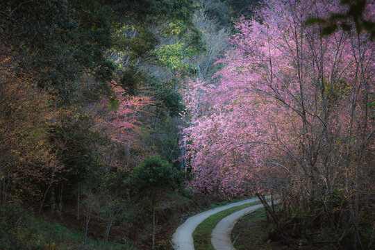 Cherry Blossom Blooming season in Mang Den, Vietnam 