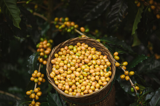 Yellow Bourbon Coffee in Mang Den, Vietnam 