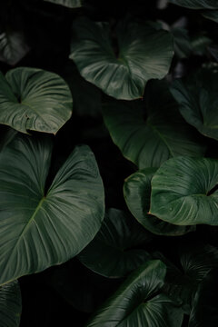 Tropical green leaves with dark moody background and natural texture
