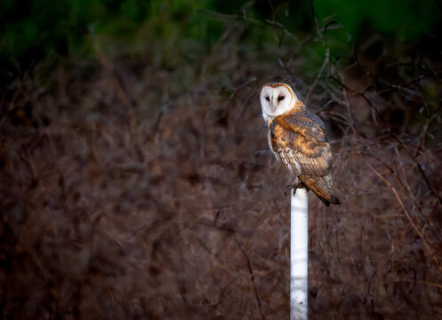 Beautiful barn owl perched on a pole looking menacingly at the camera
