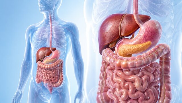 Detailed medical illustration of the human digestive system showing liver, stomach, pancreas and intestines within a translucent torso